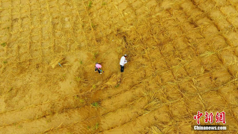 砂漠からオアシスに変貌遂げた寧夏の國家級自然保護區(qū)
