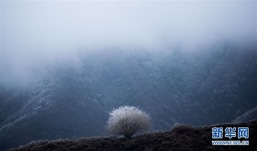 高原の林に広がる幻想的な霧氷の風(fēng)景　青海省