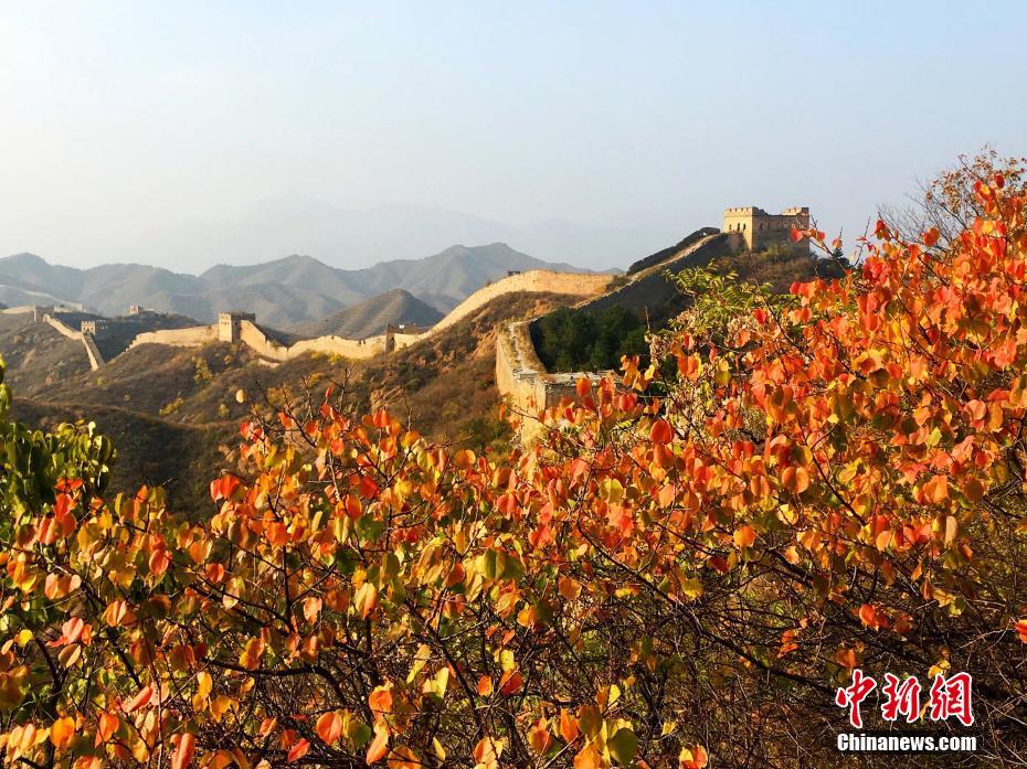 秋の金山嶺長城に広がる一面の綾錦　北京