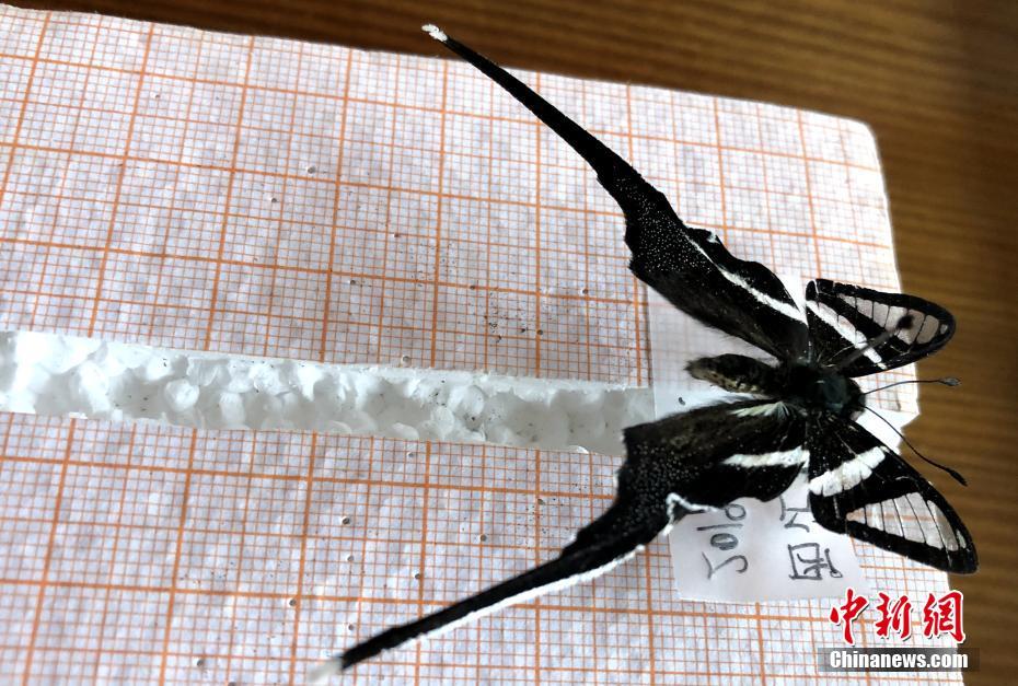 チベットで初めてスソビキアゲハを確認、高原の蝶に「新メンバー」