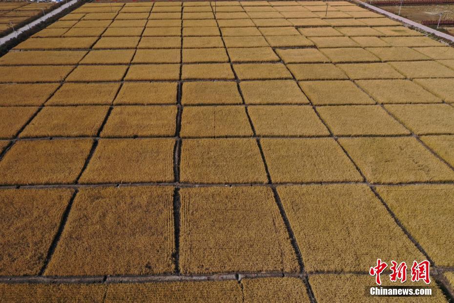 田んぼに刈り取り跡で描く「耕牛図」　山西省