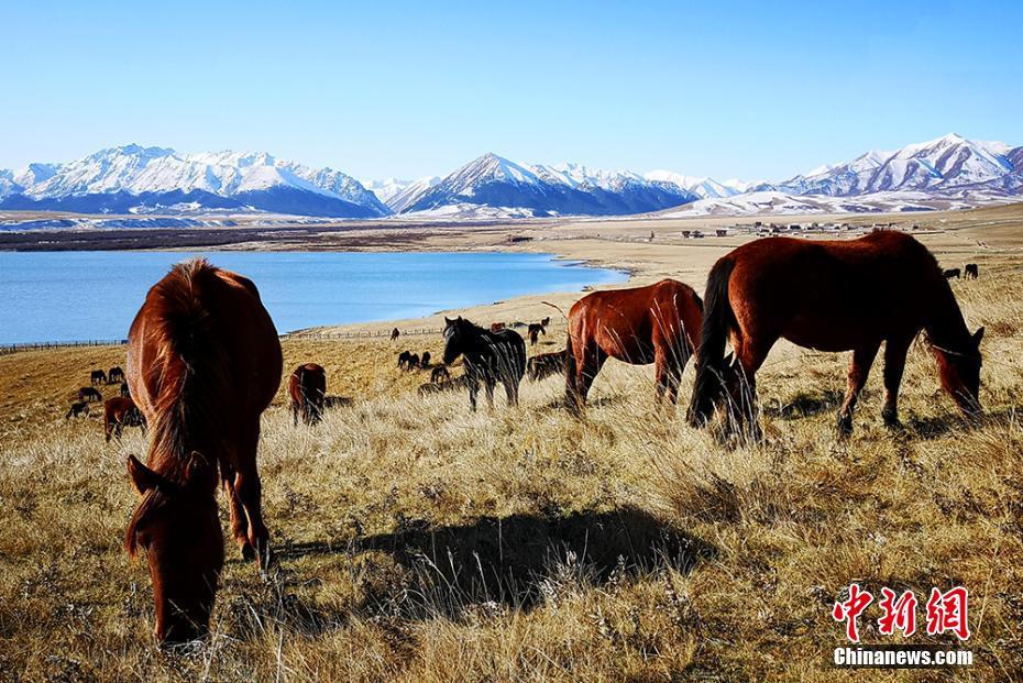 軍馬場に放牧されている馬（撮影?呉學(xué)珍）。