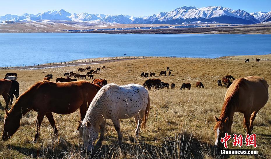 草茂り馬肥ゆる晩秋の山丹軍馬場(chǎng)を訪ねて　甘粛省張掖市