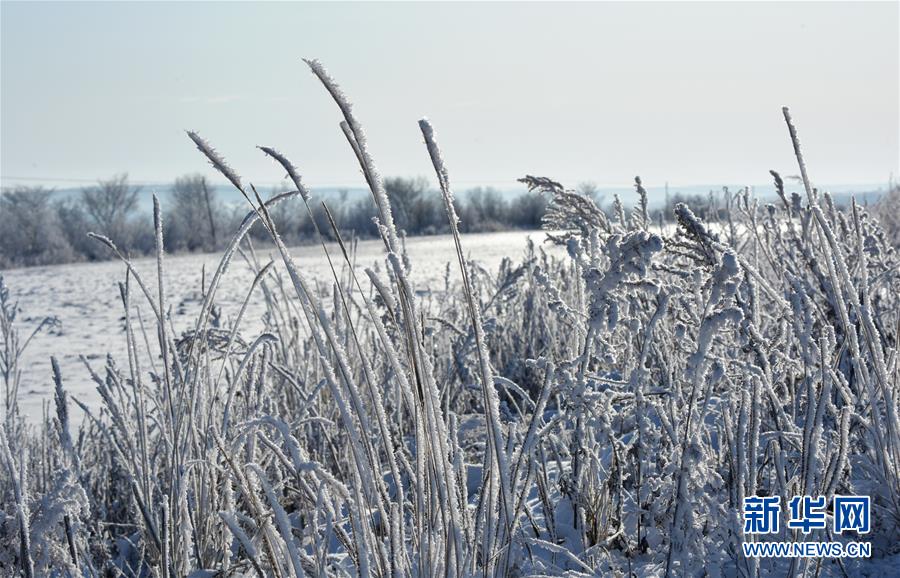黒竜江の呼瑪県區(qū)間で見られた霧氷（10月30日撮影?周長平）。