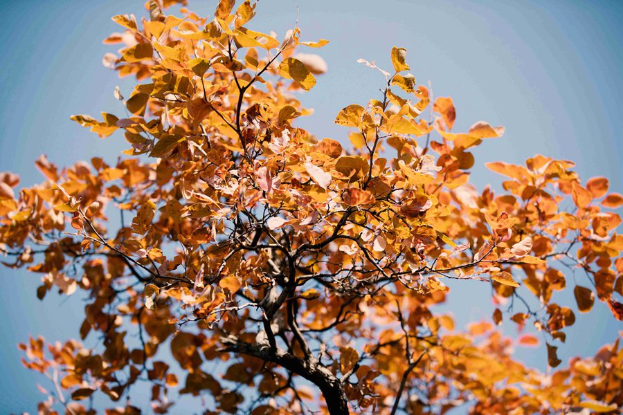 北京の紅葉の名所?百望山森林公園が見(jiàn)ごろに