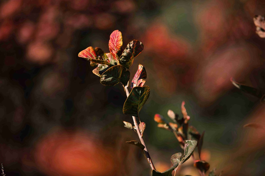 北京の紅葉の名所?百望山森林公園が見ごろに