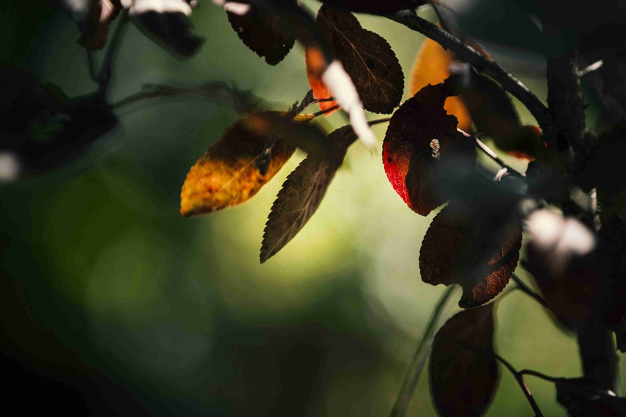 北京の紅葉の名所?百望山森林公園が見ごろに