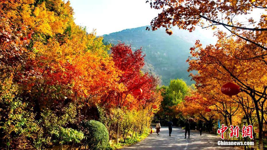 紅葉の見ごろを迎えた山東省済南市