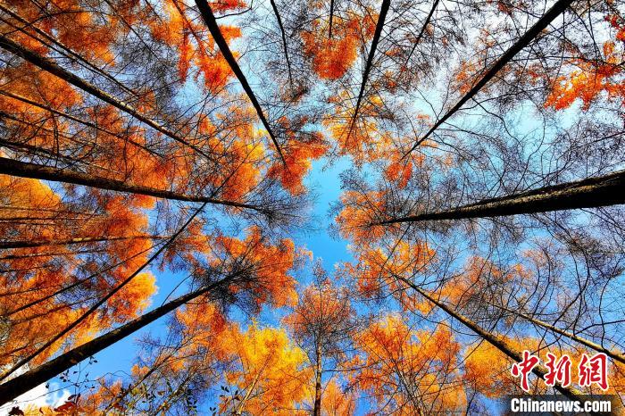 美しさに酔いしれる曽家山の秋　四川省広元市