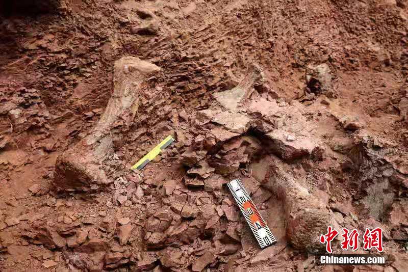 甘粛省永靖県、再び大型恐竜の化石が発見