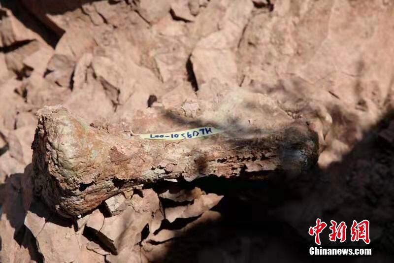 甘粛省永靖県、再び大型恐竜の化石が発見