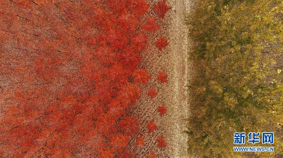 山東省のカエデ、赤く色づき美しい風(fēng)景に