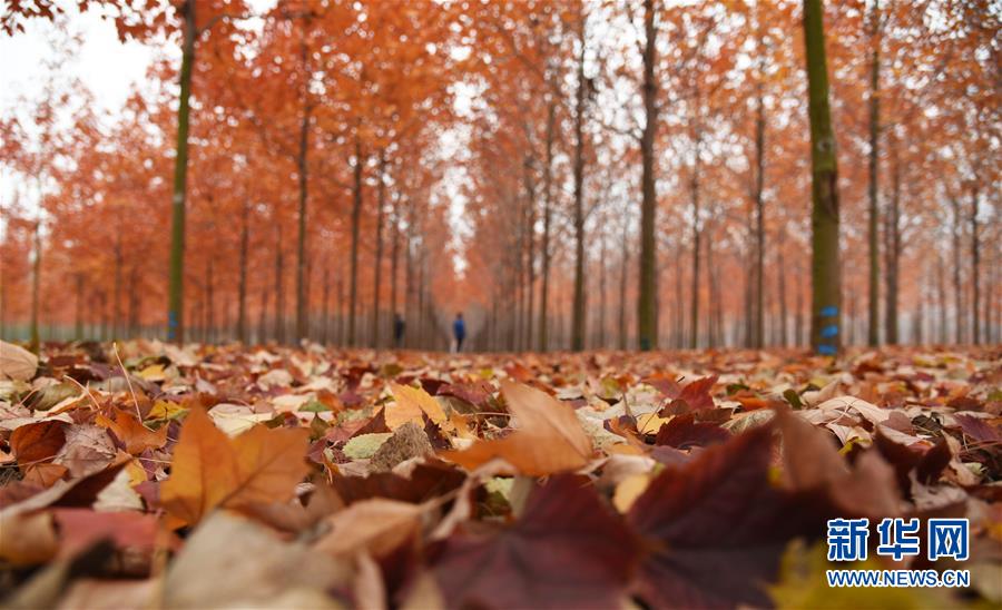 山東省のカエデ、赤く色づき美しい風(fēng)景に