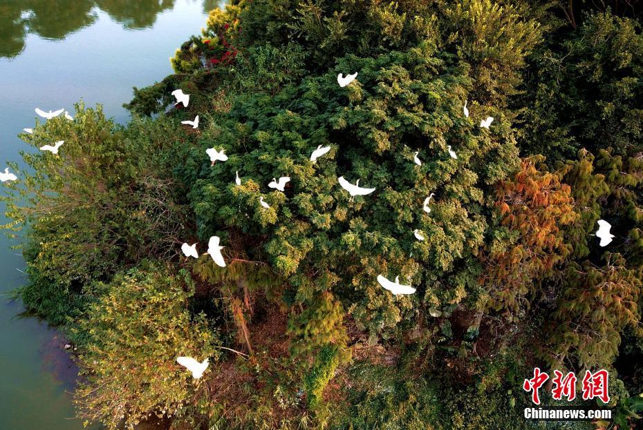 ハート形の島に舞う白鷺の群れ　福建省?碧湖