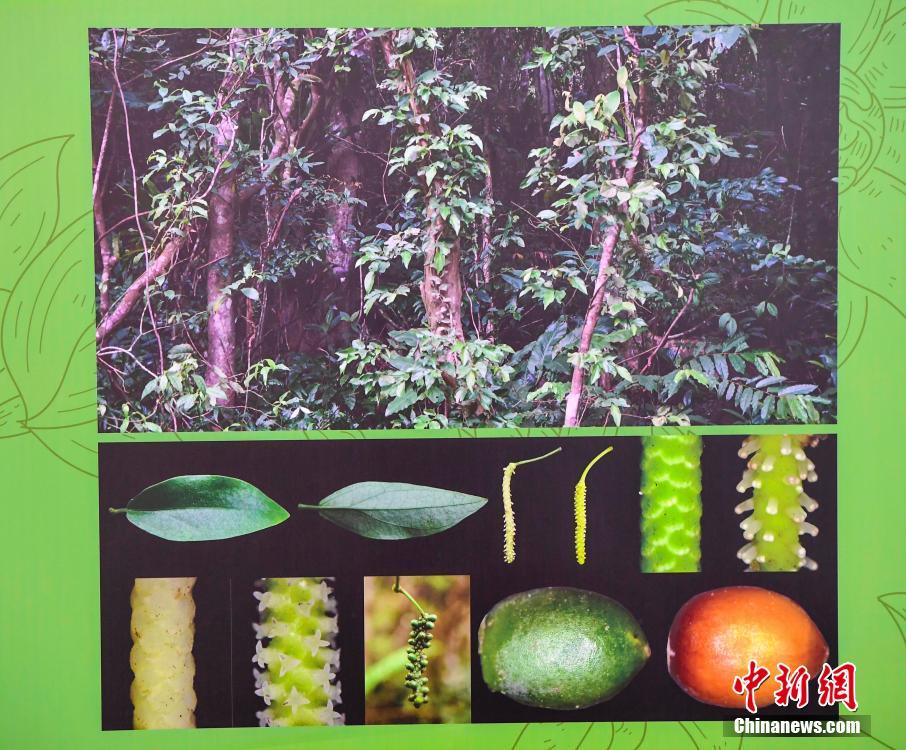 海南省、特有の植物11の新種が発見