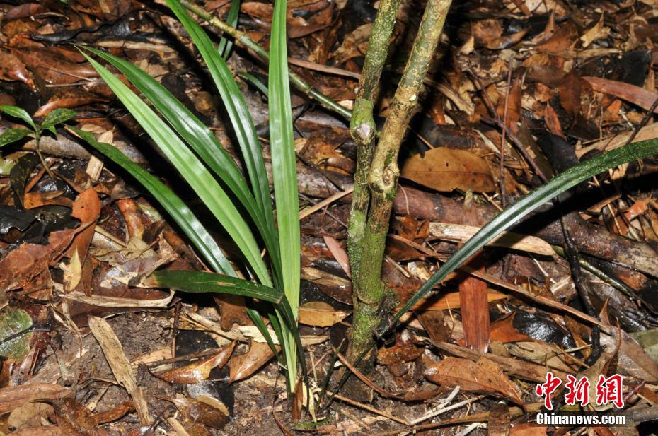 海南省、特有の植物11の新種が発見(jiàn)