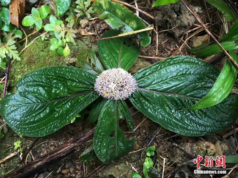 海南省、特有の植物11の新種が発見
