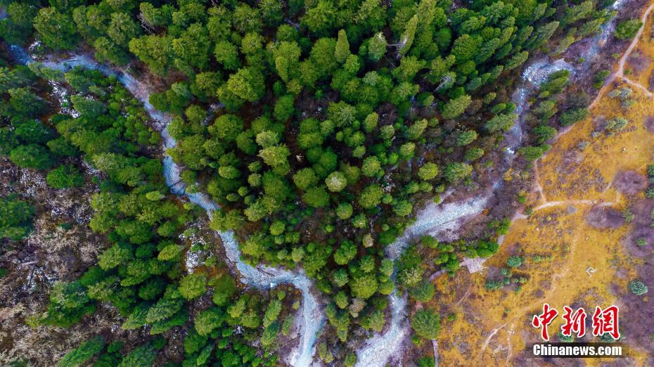 四川王朗國家級自然保護區(qū)の原始林を訪ねて