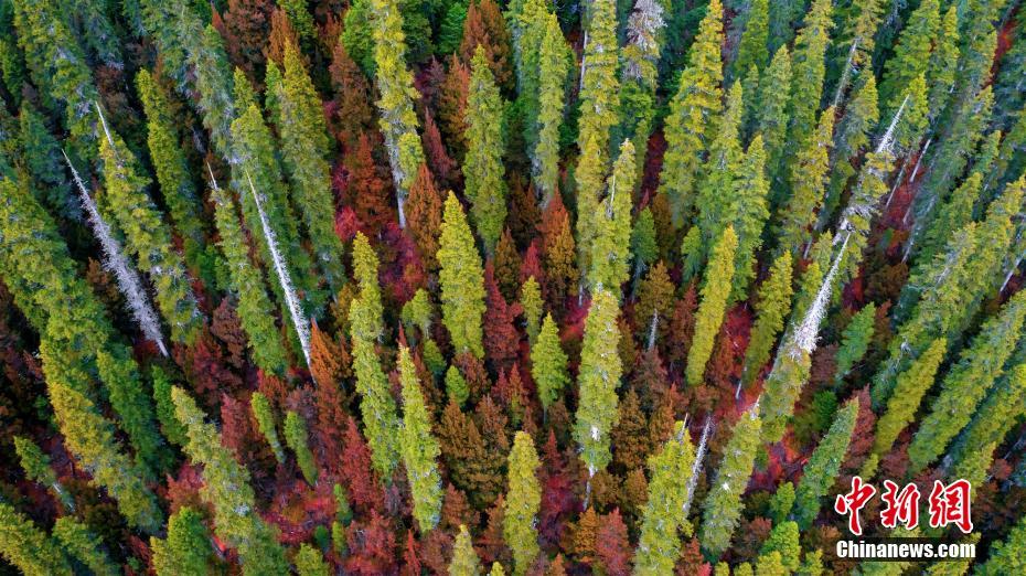 四川王朗國(guó)家級(jí)自然保護(hù)區(qū)の原始林を訪ねて