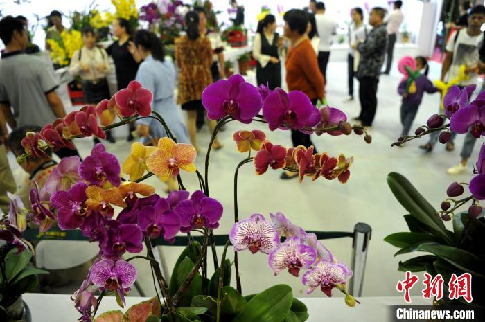 海峽両岸の第11回農(nóng)業(yè)博?第21回花博が開幕　福建省漳州市