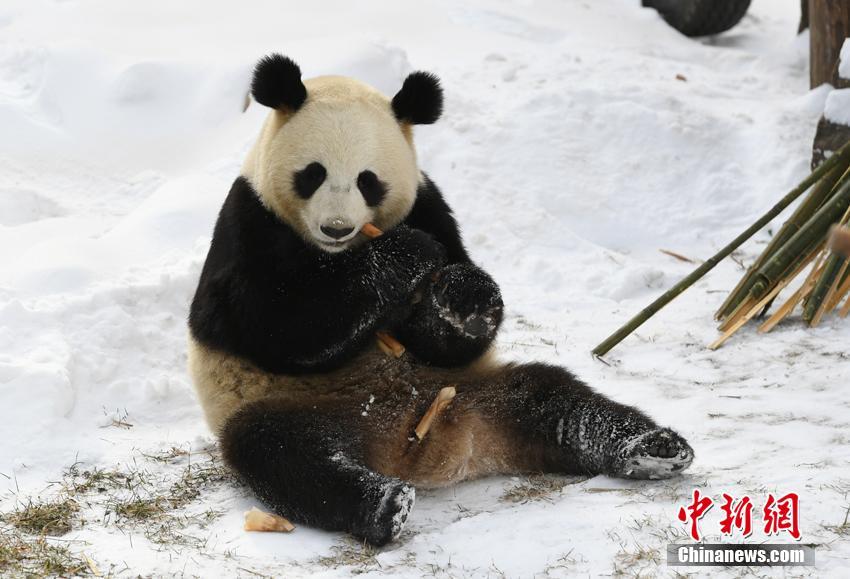 雪が降っても食欲衰えず！食いしん坊ぶり披露するパンダ　吉林省
