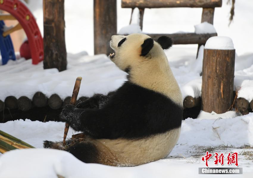 雪が降っても食欲衰えず！食いしん坊ぶり披露するパンダ　吉林省