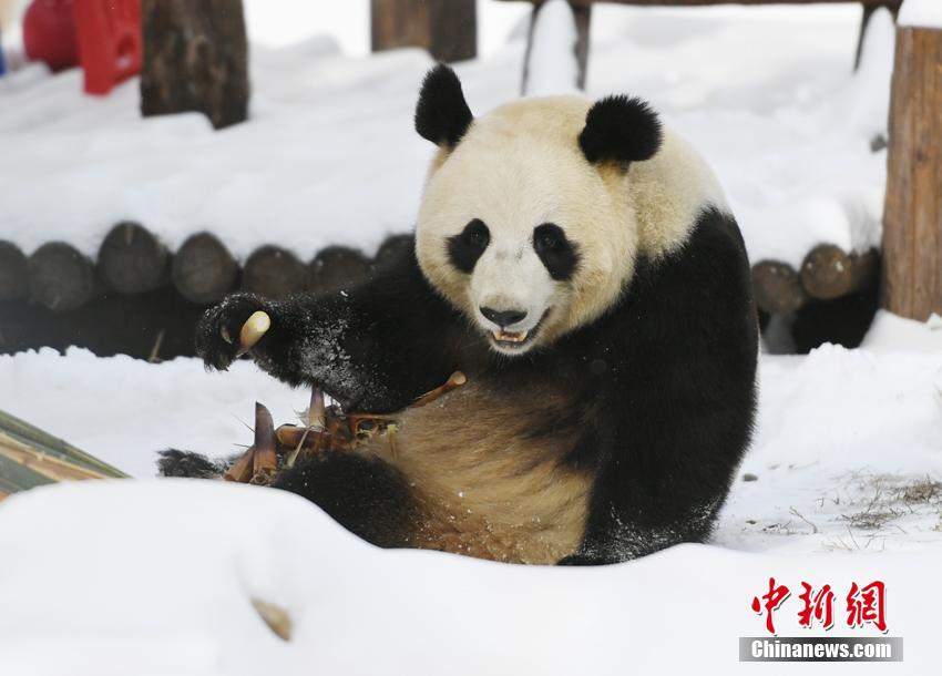 雪が降っても食欲衰えず！食いしん坊ぶり披露するパンダ　吉林省