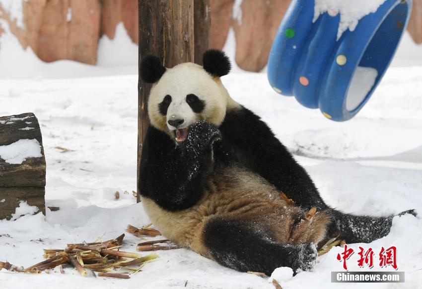 雪が降っても食欲衰えず！食いしん坊ぶり披露するパンダ　吉林省