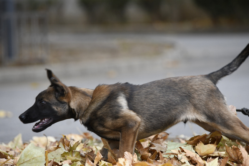 クローン警察犬チーム第1陣が正式に入隊(duì)　北京市
