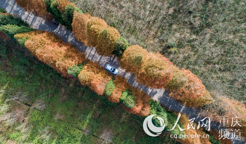 重慶南川で観光客を迎える石漠の「花」