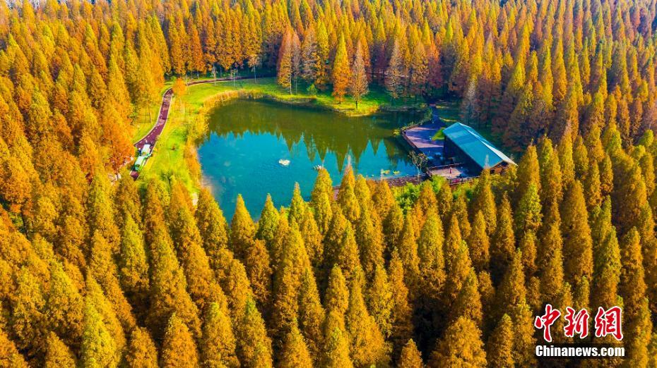 童話の世界のような美しい初冬の黃海森林　江蘇省