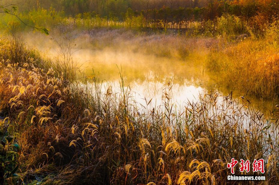 童話の世界のような美しい初冬の黃海森林　江蘇省