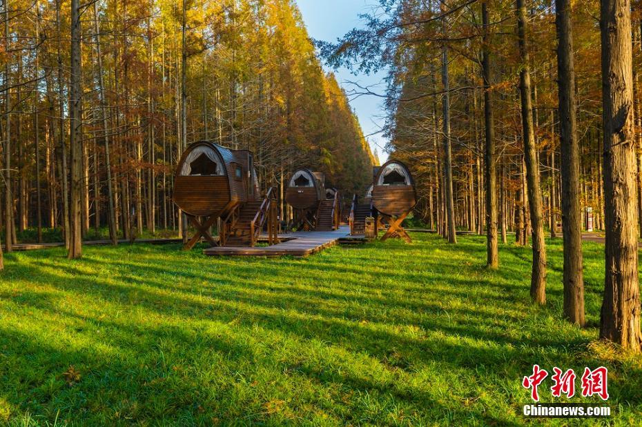 童話の世界のような美しい初冬の黃海森林　江蘇省