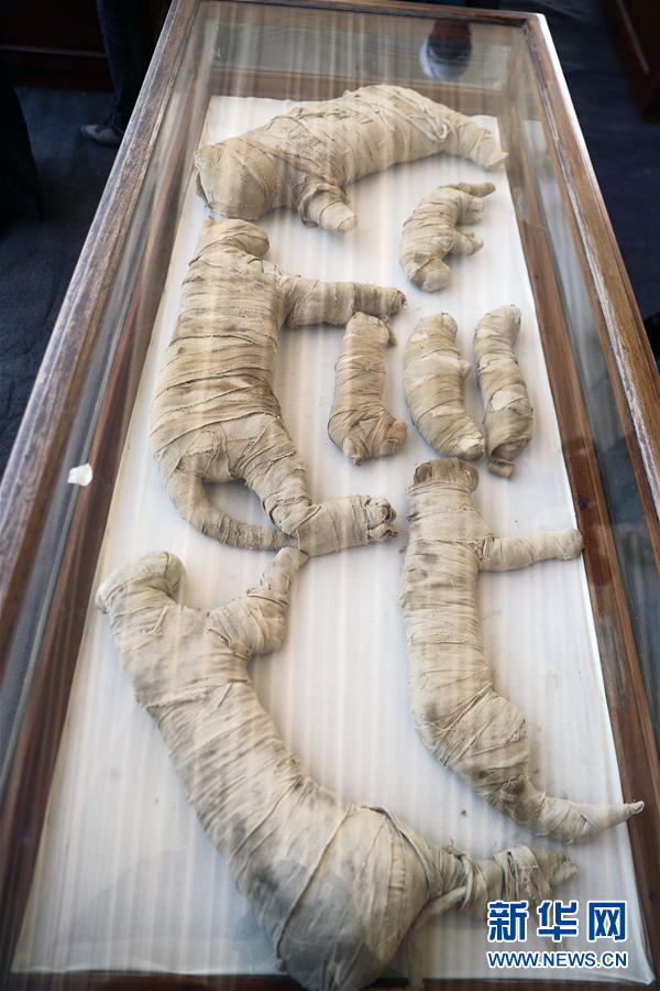 エジプト?サッカラで約2700年前の動物のミイラ発見