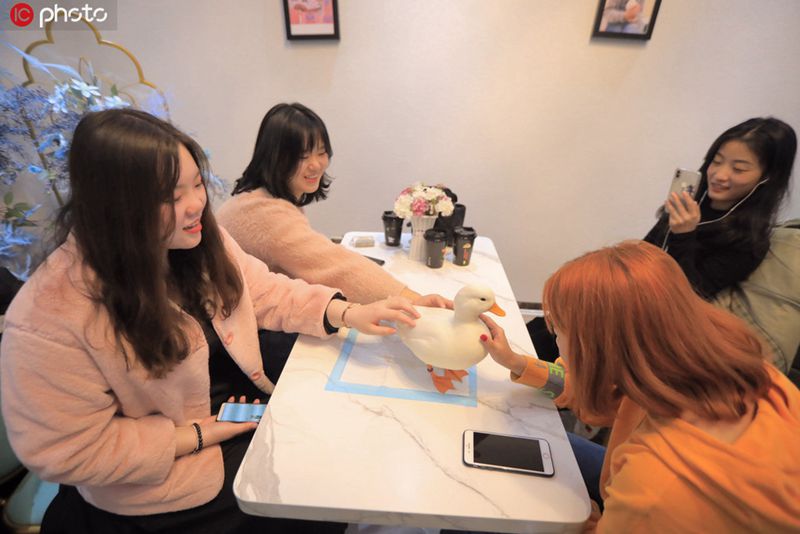 貓カフェ、犬カフェはもう古い？ハルビンに「アヒルと戯れる」店　黒竜江省