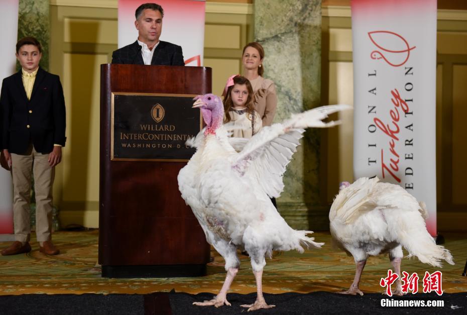 トランプ大統(tǒng)領(lǐng)から「恩赦」された七面鳥(niǎo)　米國(guó)ワシントン