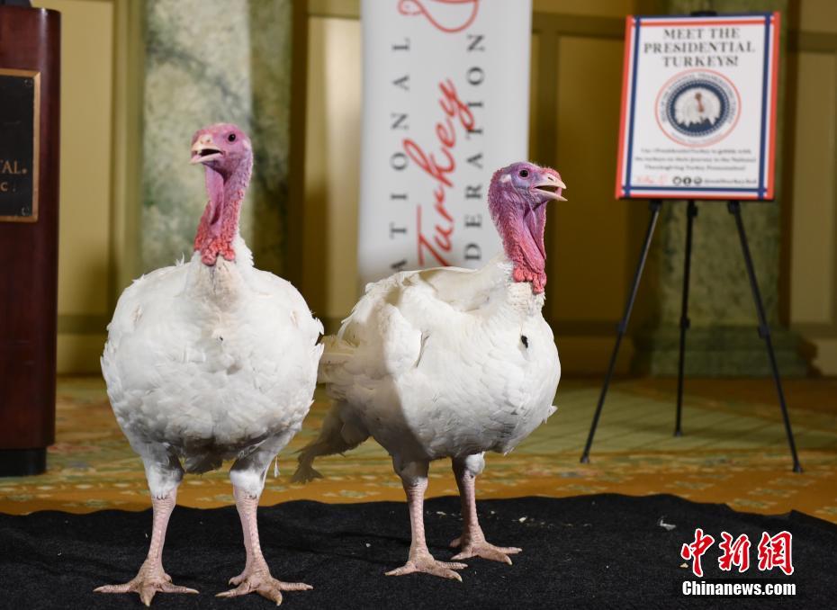 トランプ大統(tǒng)領(lǐng)から「恩赦」された七面鳥　米國(guó)ワシントン