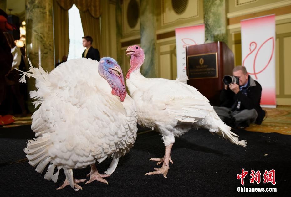 トランプ大統(tǒng)領から「恩赦」された七面鳥　米國ワシントン