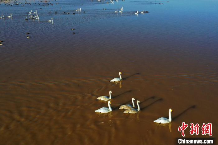 渡り鳥たちの楽園　甘粛省黒河濕地