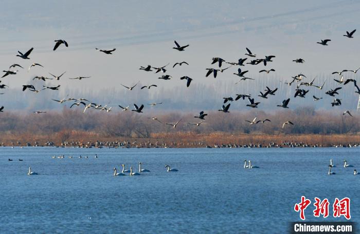 渡り鳥たちの楽園　甘粛省黒河濕地