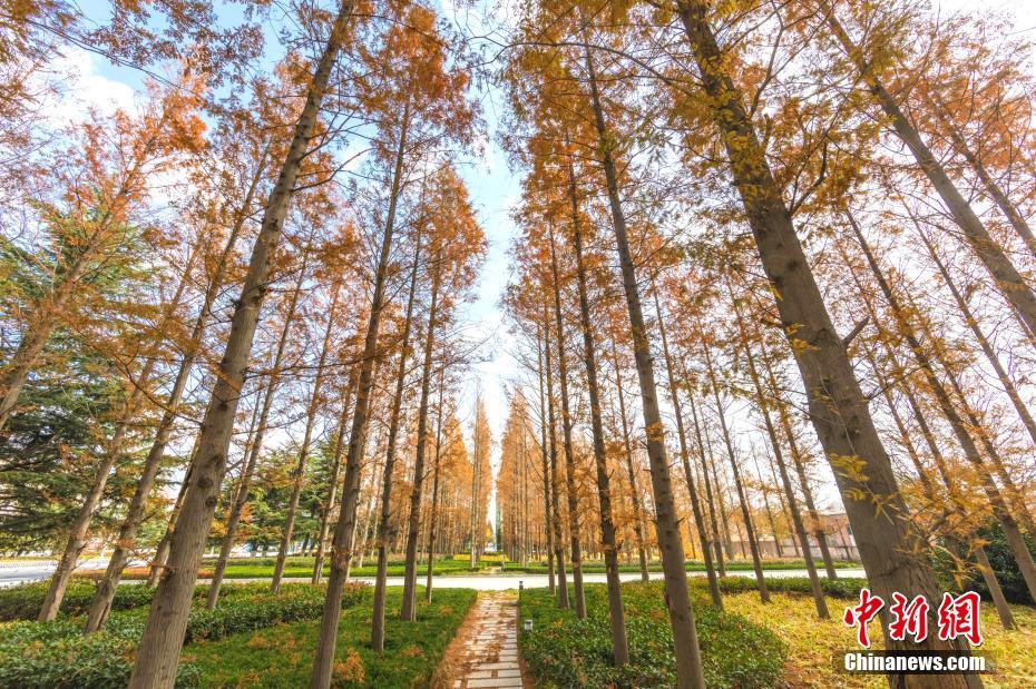 美しく色づく初冬のメタセコイア公園　山東省栄成市