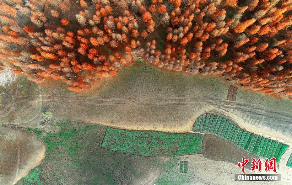 赤く染まるタチラクウショウの林　安徽省廬江県