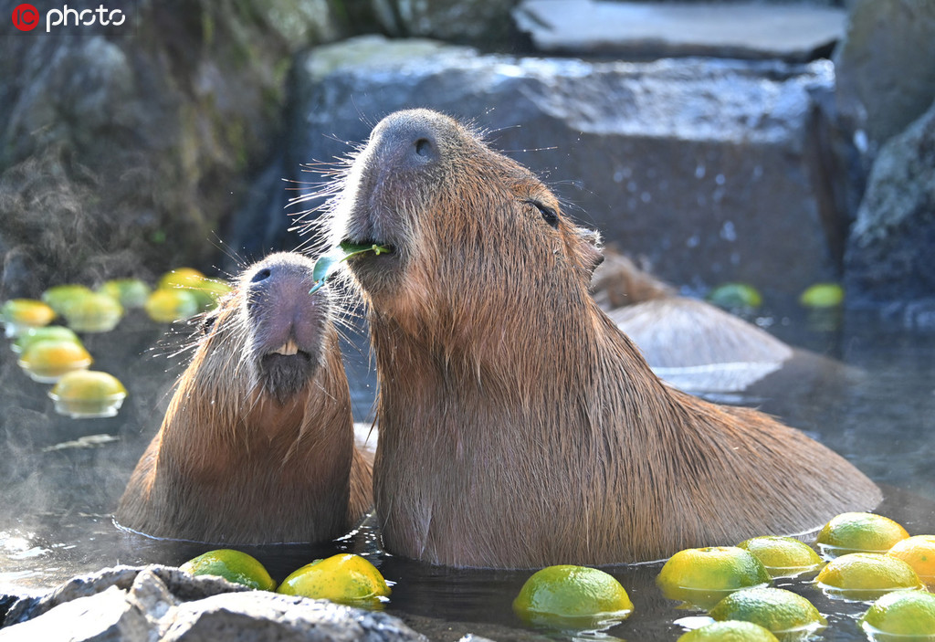 いい湯だな～！みかん湯に思わず恍惚の表情浮かべるカピバラ　日本