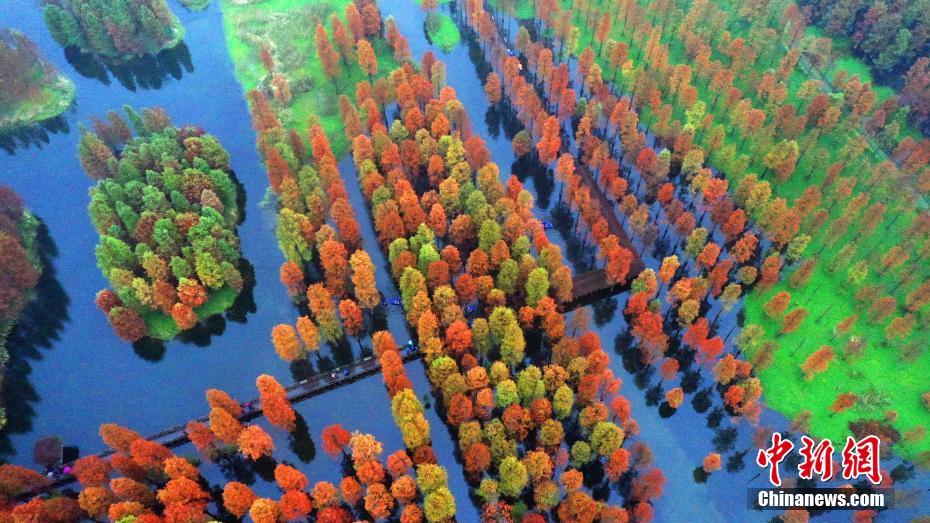 鮮やかに色づいた上海青浦の水上森林