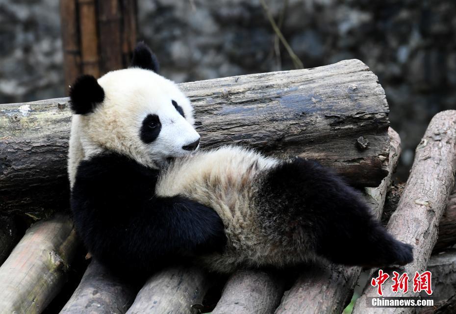 可愛らしいしぐさを見せる子パンダたち（撮影?安源）。