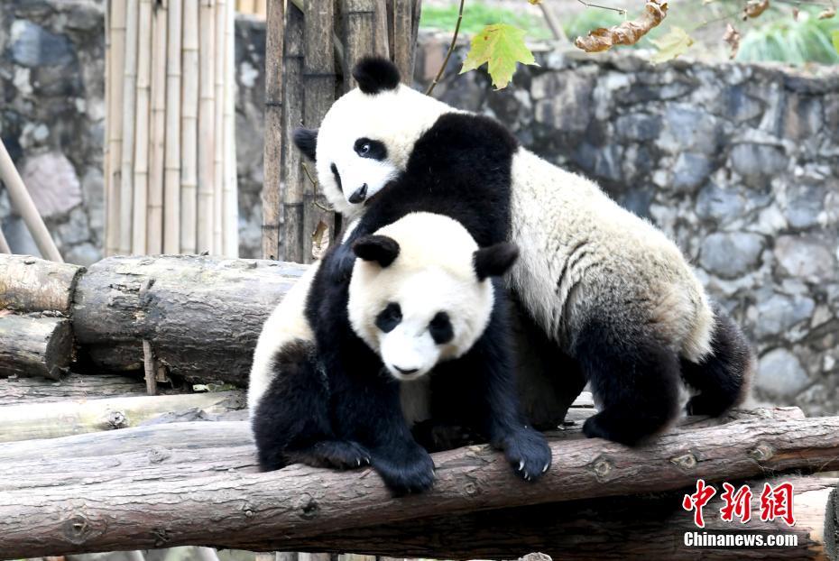 子パンダたちは冬でもキュートに元?dú)荬い盲绚ぃ?四川省