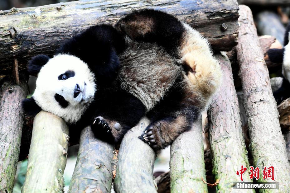 子パンダたちは冬でもキュートに元気いっぱい！ 四川省
