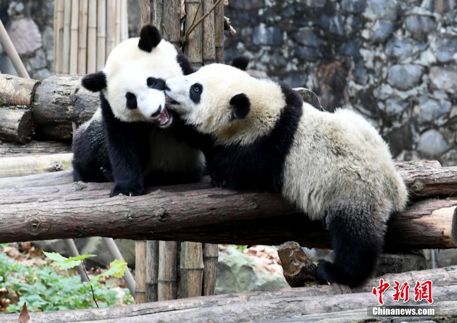 子パンダたちは冬でもキュートに元気いっぱい！ 四川省