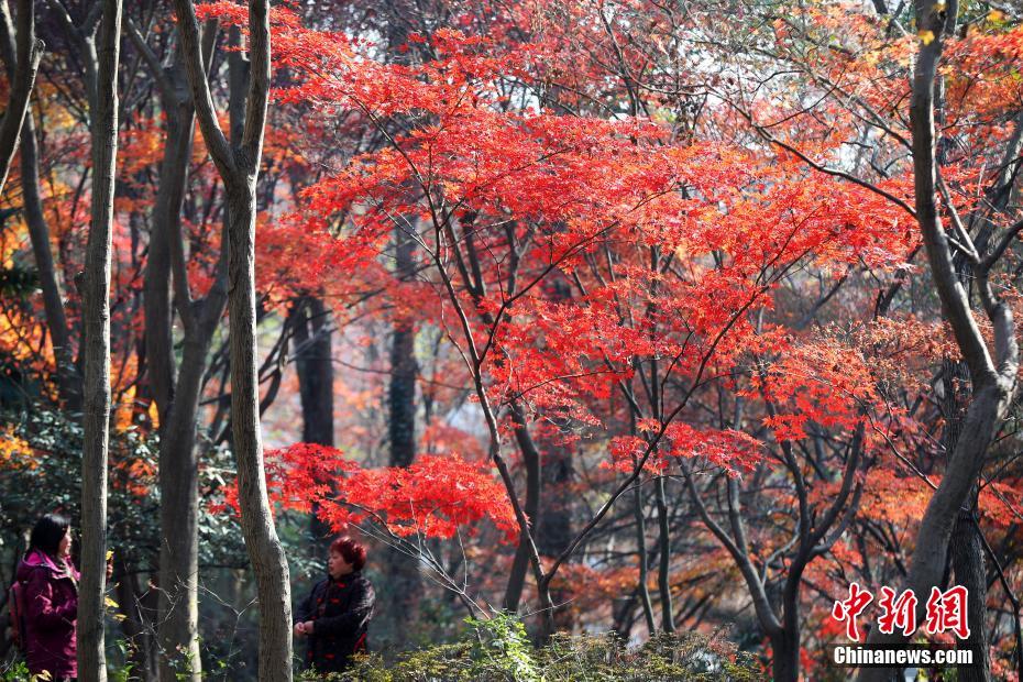 南京紫金山の紅葉に酔いしれる　江蘇省