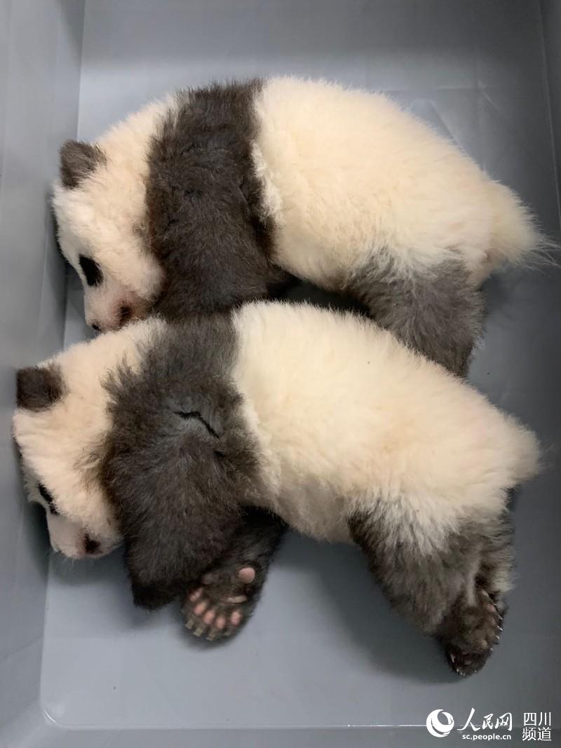 ドイツ初の雙子パンダの名前は「夢想」と「夢圓」に